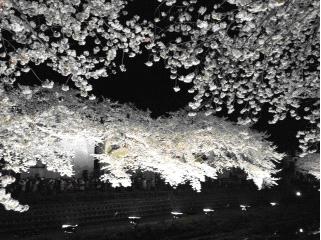 桜ライトアップ②