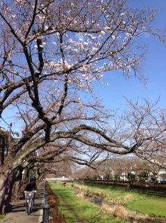 野川の桜①