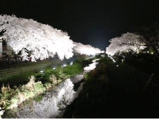 桜ライトアップ①