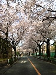 桜通り①