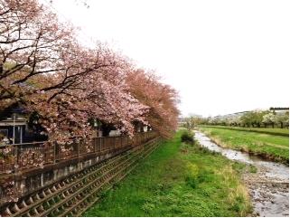 野川の桜③