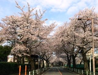 桜通り②
