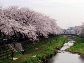 野川の桜②