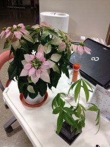 プリンセチア昨年