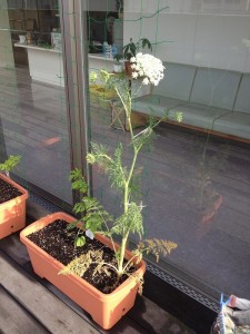 ニンジン花全体-1