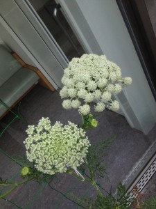 ニンジン花完成-1