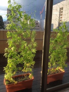 ゴーヤ雨あがり