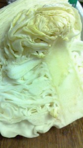 キャベツ1
