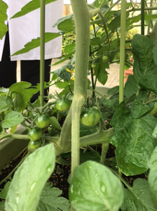 とうざん家庭菜園部3