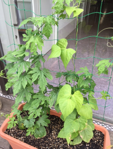 とうざん家庭菜園部4