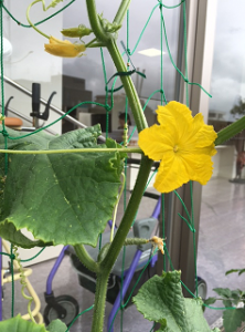 とうざん家庭菜園部2